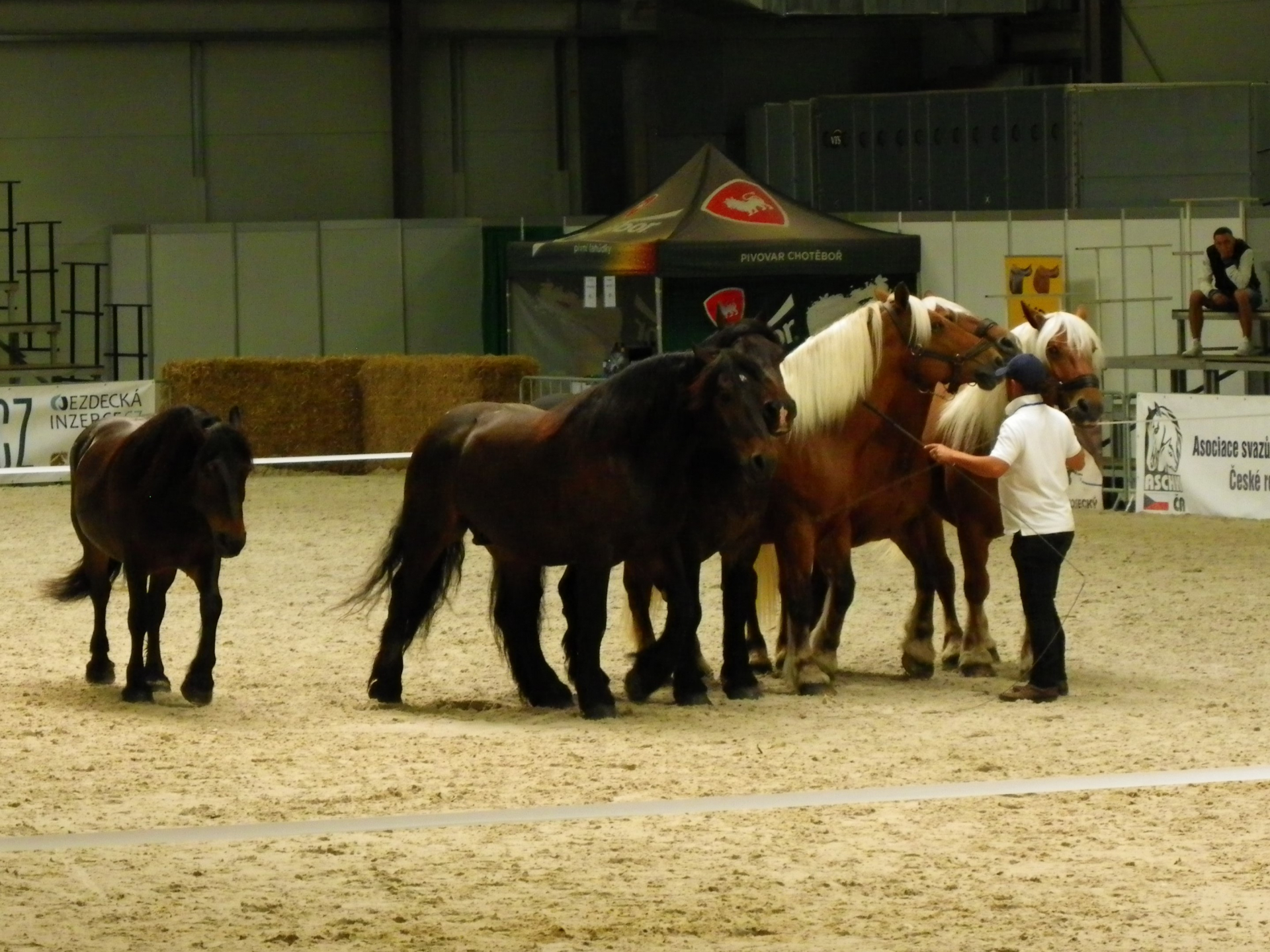Fotka k článku  Výstava koní Lysá nad Labem