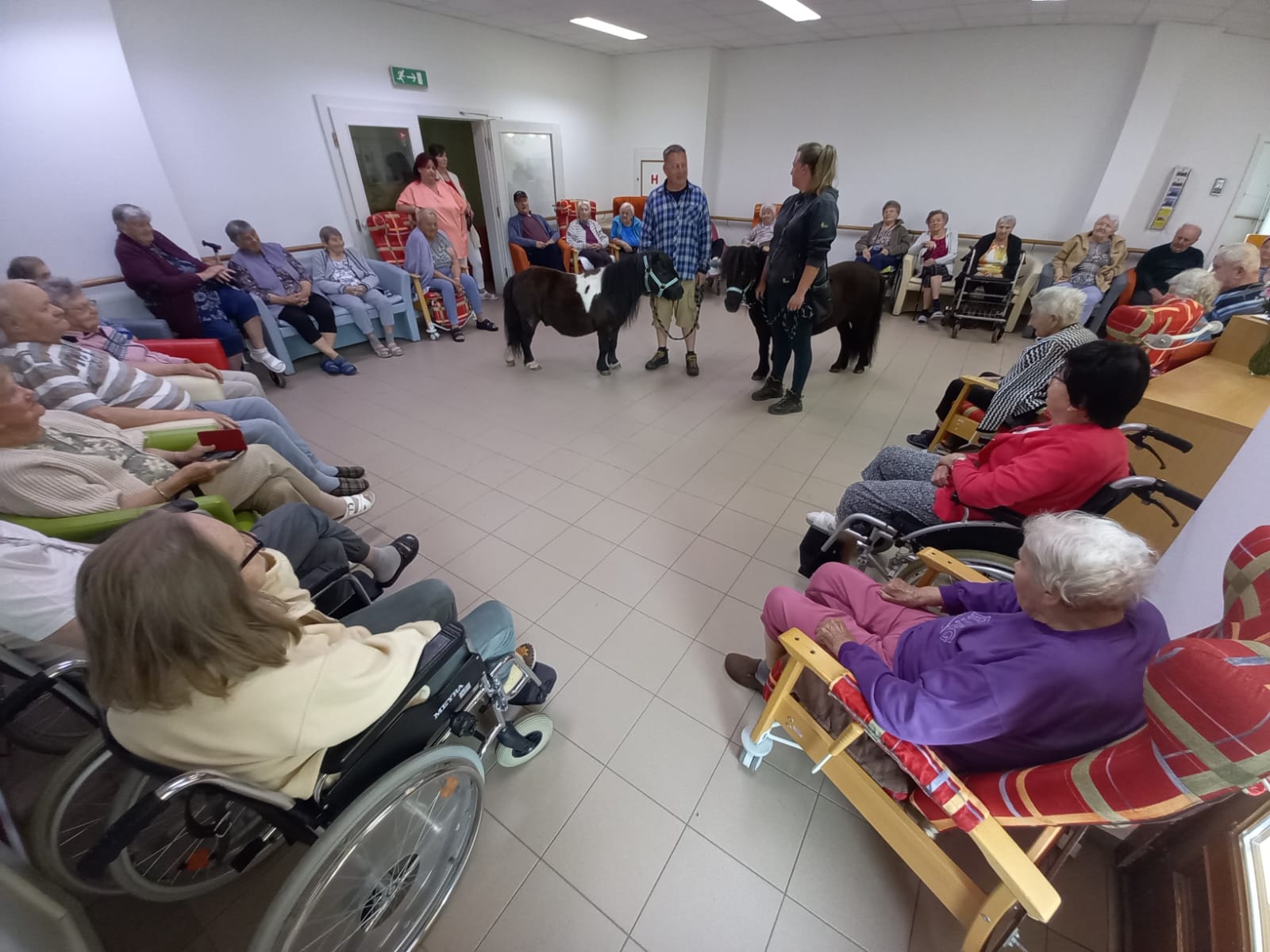 Fotka k článku Naši poníci rozdávají radost