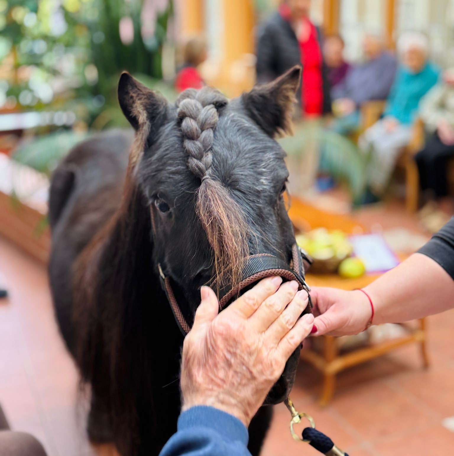 Fotka k článku   S poníky za seniory